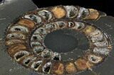 Sliced Ammonite (Speetoniceras) With Druzy Pyrite #34580-4